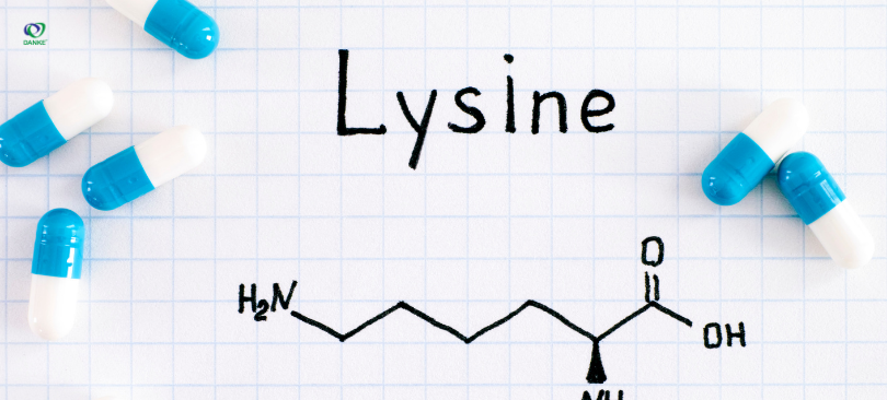 Lysine có vai trò quan trọng trong việc tổng hợp protein, collagen và các kháng thể