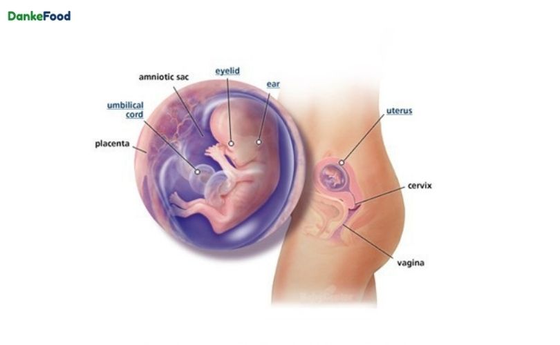 Giai đoạn phát triển của thai nhi 3 tháng đầu